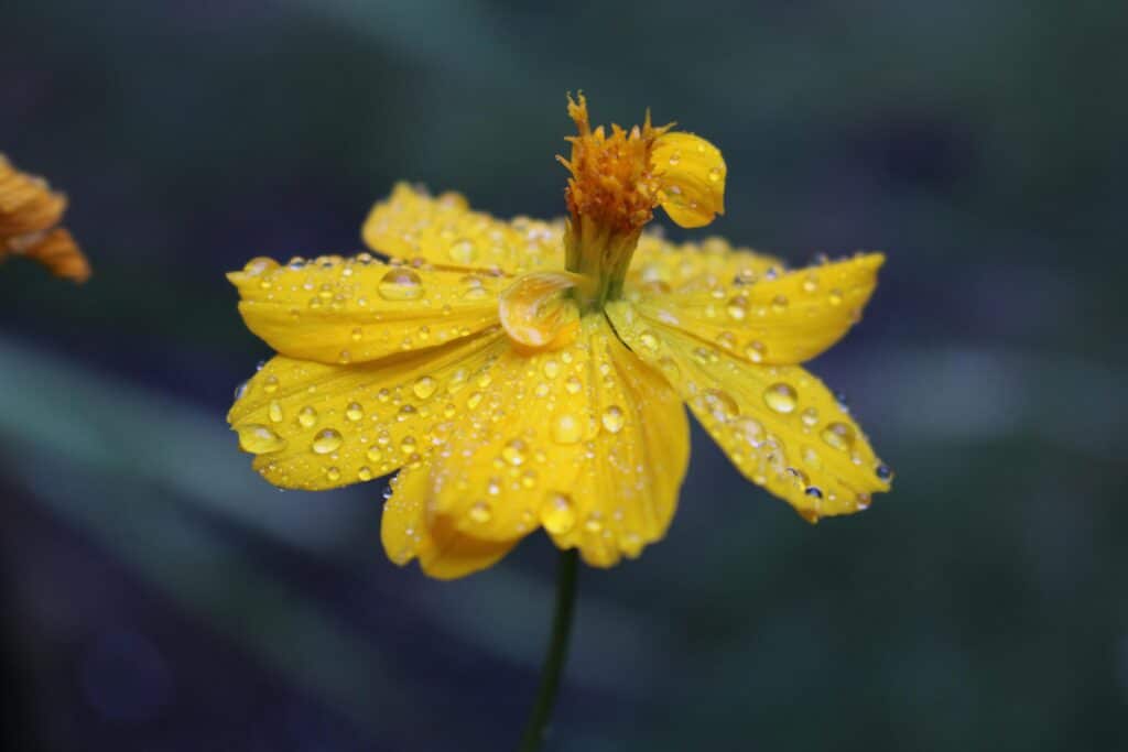 Wednesday Blessings: 5 Empowering Blessings and Quotes to Elevate Your Day!